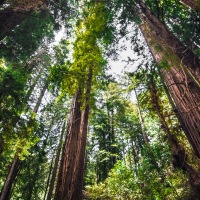 Would You Care For A Mere Stroll In Muir Woods?